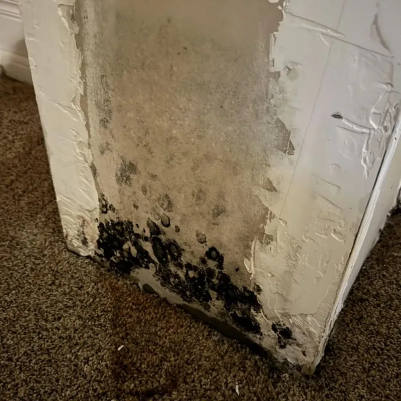Professional Mold Removal in Durant, MS